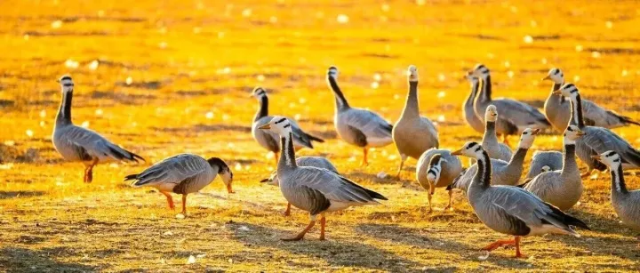 走云南 | 观鸟季，来这里就对了！