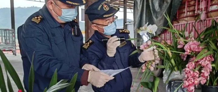 云品出滇 | 出口“零”等待！河口口岸鮮花搶鮮出口