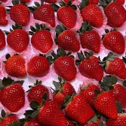 品云南 | 全网热搜的黑草莓600元一公斤？“南哥”出手了：价格你想象不到