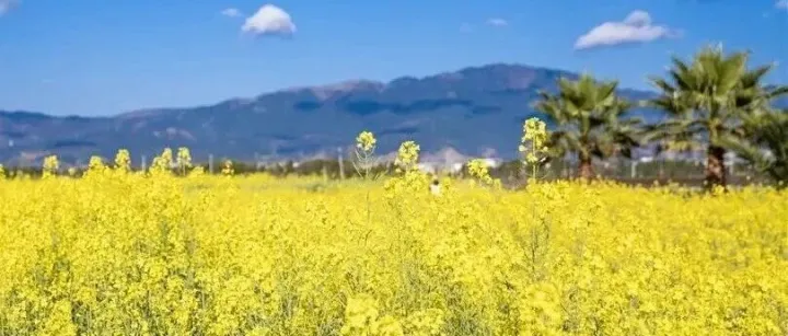 走云南 | 春意“抢跑”！云南第一波油菜花已经金灿灿啦