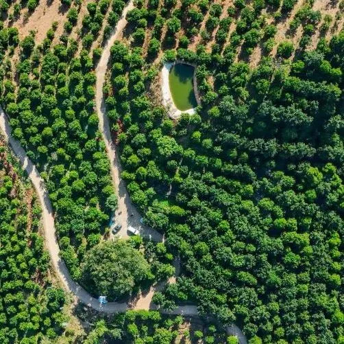 看发展 | 从“藏在深山”到“香飘海外”——云南坚果产业发展观察
