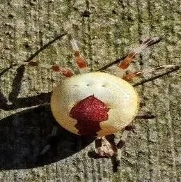 內(nèi)蒙古<em>大興安嶺</em>林區(qū)發(fā)現(xiàn)花崗園蛛