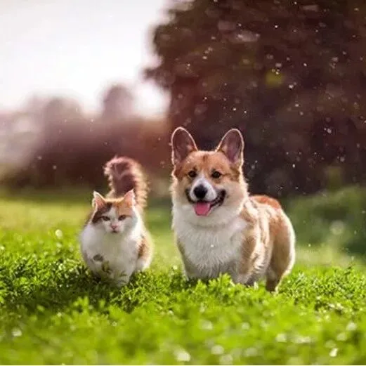 宠物行业创造180亿欧元营收，狗和猫是最受欢迎宠物