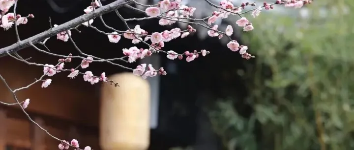 遇見“梅”好｜鳳城賞梅指南，藏著冬日里的動人暗香