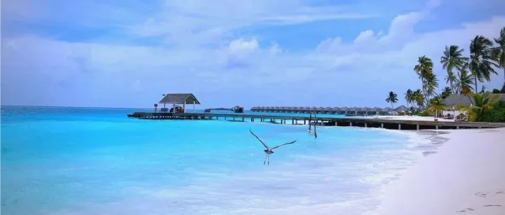 海外“青”音：聽見世界回響