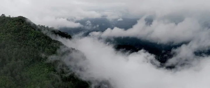 釘耙山古樹(shù)茶，與森林共生的時(shí)光之味！