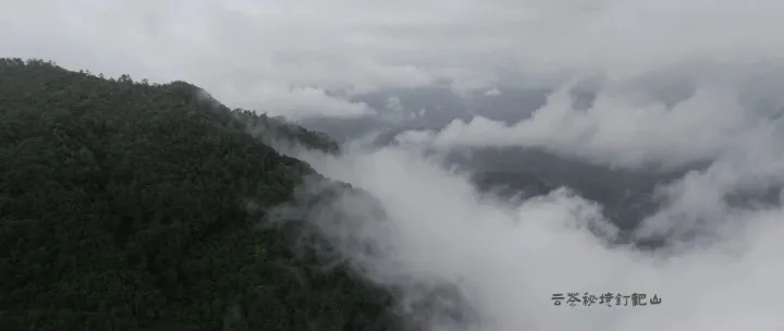 “釘耙山模式”：普洱茶信任危機(jī)下的破局之光