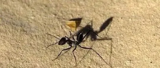 【<em>无人机</em>】<em>无人机</em>复眼偏振光导航