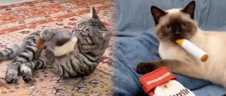 冷門產(chǎn)品讓賣家年入千萬，海外養(yǎng)寵人瘋狂下單