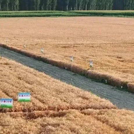 种业振兴，<em>巴彦淖尔</em>力量澎湃