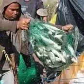 因执法不力菲每年损失4500万公斤鱼类