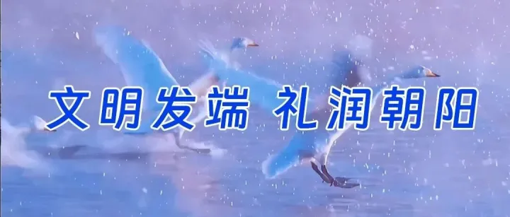 在朝阳，与千只天鹅共舞的浪漫时光