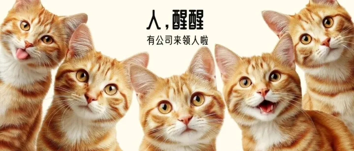 被企业追着要人，是一种什么体验？