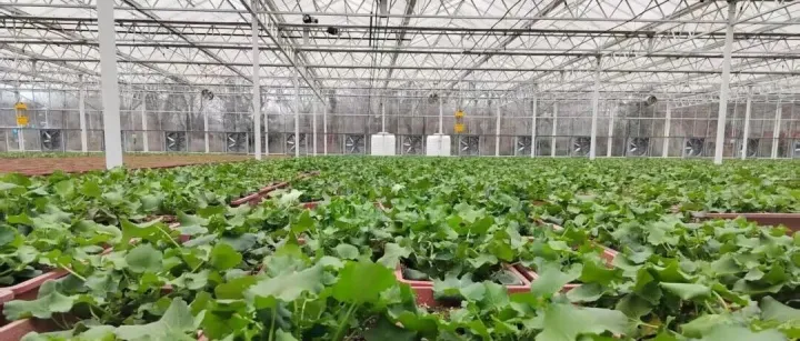 電力賦能！智慧農(nóng)業(yè)有賴“智慧電”