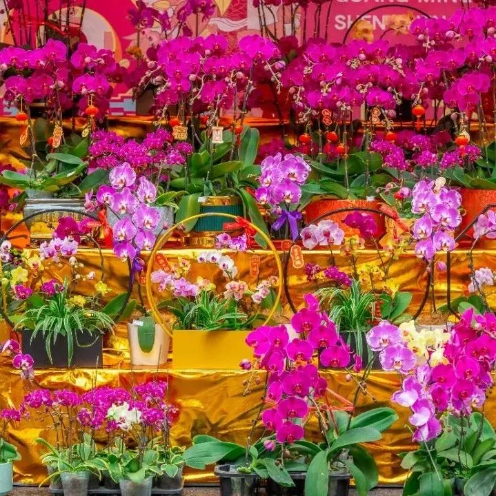 在光明，把春天和年味一起“打包”回家！