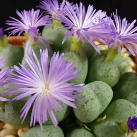 比犀牛角還值錢！黑幫盯上南非自然資源