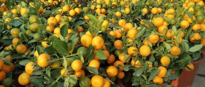 年桔50元起，大盆超千元！今年茂名花市的“身價”，你覺得如何？