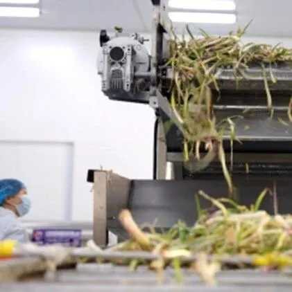 河曲：紅蔥綴黃土，細(xì)莖啟新程，鋪就振興煙火路