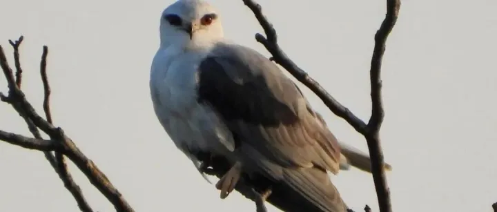 國寶已抵達(dá)<em>撫州</em>