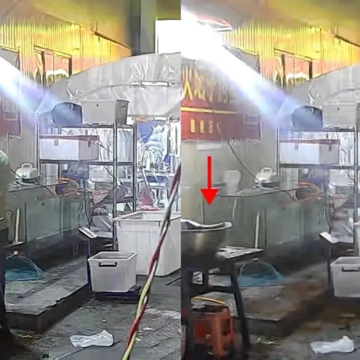 老板好心拿鱼杂喂流浪猫，离开工位2秒躲过高空坠落的花盆捡回一命，网友: 好人有好报