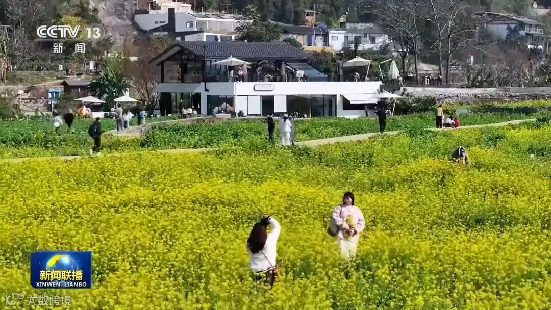 央視《新聞聯(lián)播》關注貴州興義6000多畝油菜花綻放(圖2)
