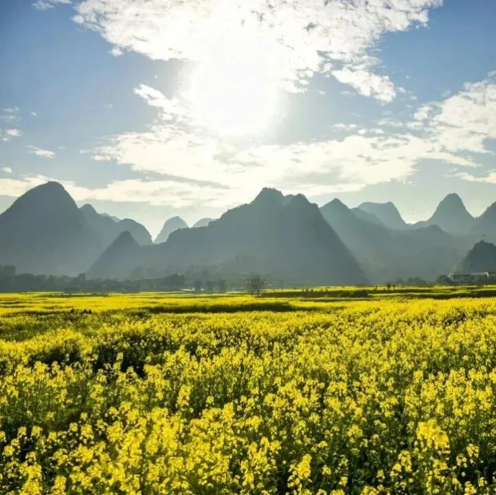 觀賞正當時！萬峰林油菜花進入盛花期