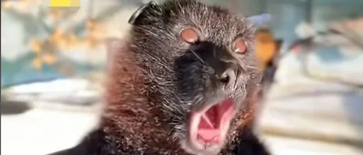 緊急！又一國出現(xiàn)尼帕病毒感染病例！