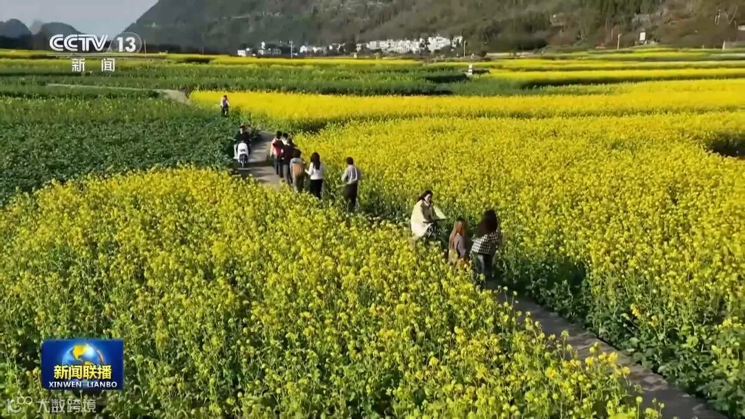 央視《新聞聯(lián)播》關注貴州興義6000多畝油菜花綻放(圖1)