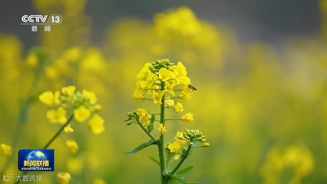 央視《新聞聯(lián)播》關注貴州興義6000多畝油菜花綻放(圖3)