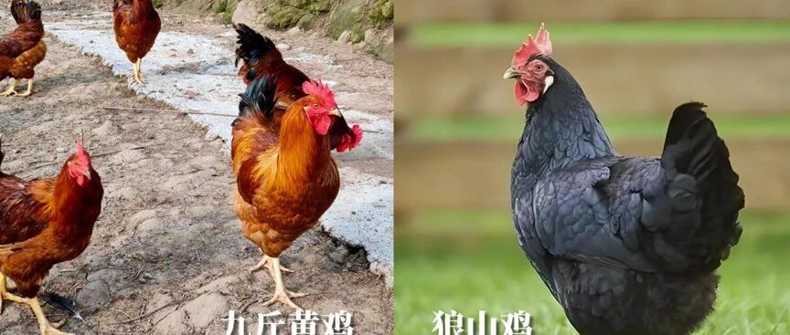 基因研究和考古发现锁定家鸡起源 是什么改写了人鸡关系?- 大数跨境