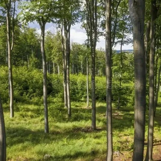 新植近3000萬棵樹 烏茲別克斯坦總統(tǒng)批準(zhǔn)2026年綠色計(jì)劃