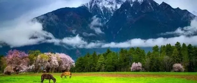 （有省会积分）3月28日出发【西藏林芝】罗旭老师指导，春季探寻桃花源－波密桃花摄影创作活动