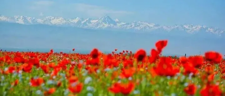 5月2-10日 【多彩北疆 】赛里木湖金莲花、天山红花、 阿克塔斯草原花海、那拉提草原、昭苏天马9日行摄活动