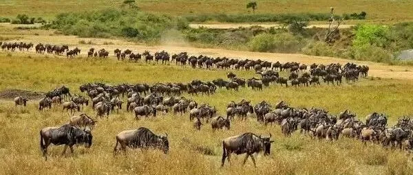 8月2-12日【狂野非洲 | 肯尼亚】陈庆科老师指导，肯尼亚野生动物大迁徙11天深度摄影活动