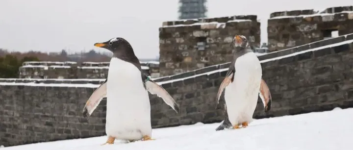 不是AI！小企鵝真的來南京城墻賞雪啦！