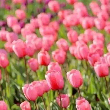 云彩風(fēng)丨春天的第一場(chǎng)旅行，從云南開始吧