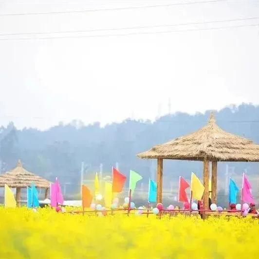 云彩風(fēng) | <em>楚雄</em>花開成海！你期盼的春天提前來了