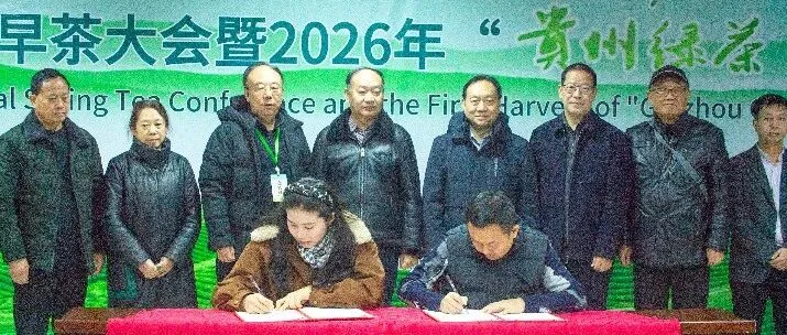 山東茶界專家齊聚灑雨鎮(zhèn)，共商“綠葉子”變“金葉子”的高質(zhì)量發(fā)展路徑