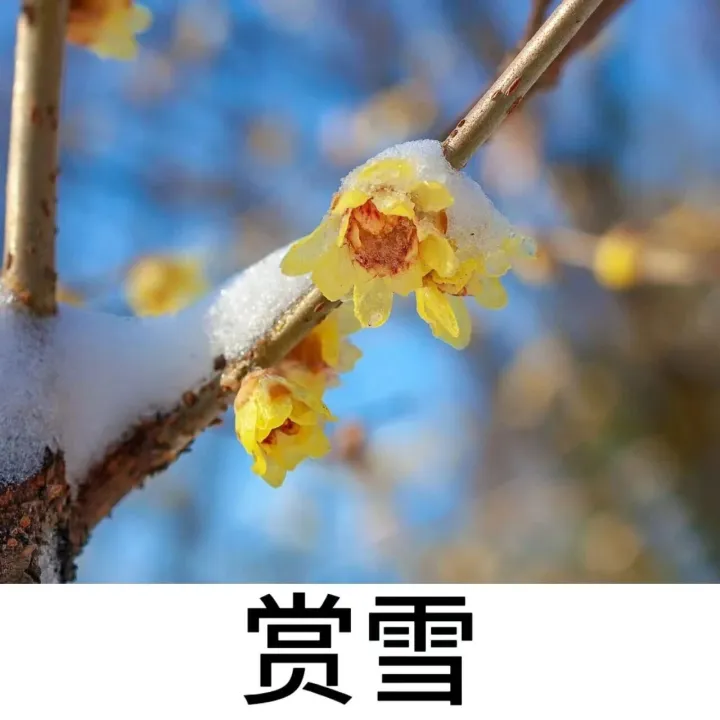<em>玉樹</em>瓊枝~長沙適合賞雪的5個景點！