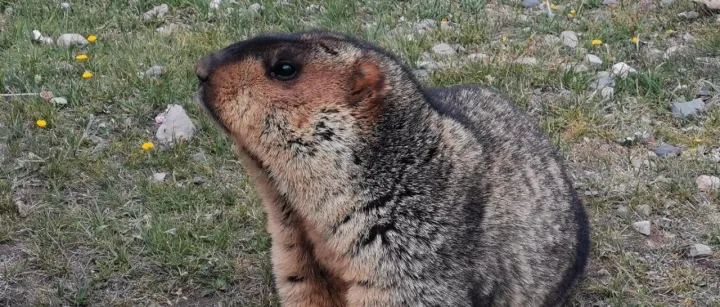 五月，你好！