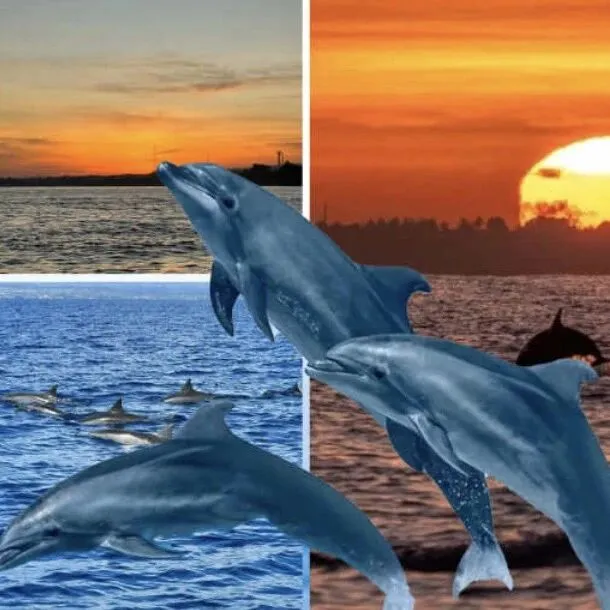 撿漏?? 春節(jié)旅游 | 巴厘島 羅威納追海豚6天雙飛，5450元起(含簽證費(fèi)小費(fèi))