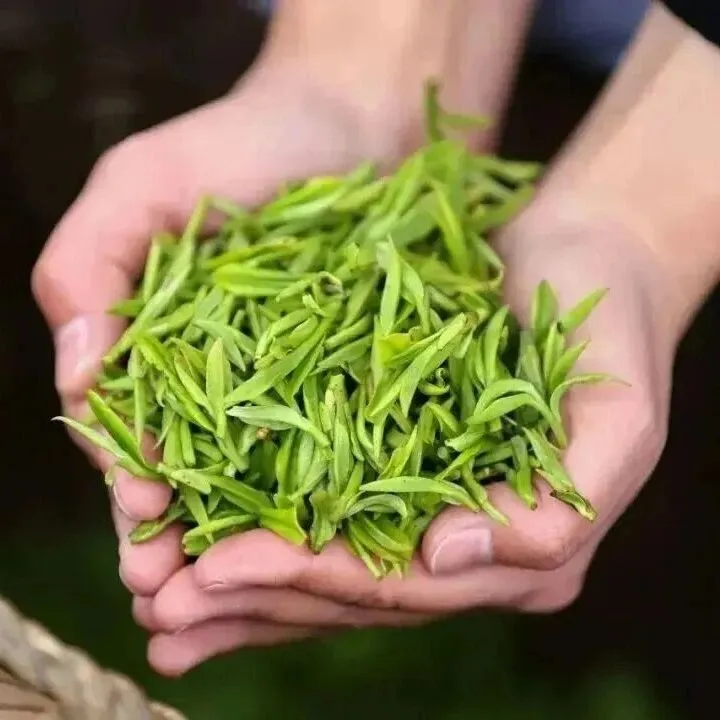 <em>黄山</em>茶叶“飞”向布拉格