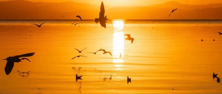 過年來昆明，沿綠道邂逅湖岸日落，請收好這份賞花觀鷗品滇菜“慢生活”攻略！