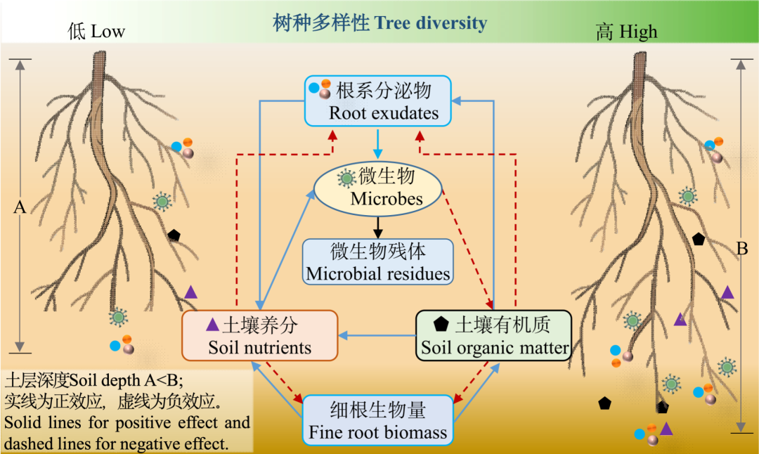 《林业科学》特邀综述|刘世荣院士:树种多样性对森林生态系统多功能性和韧性的影响- 大数跨境