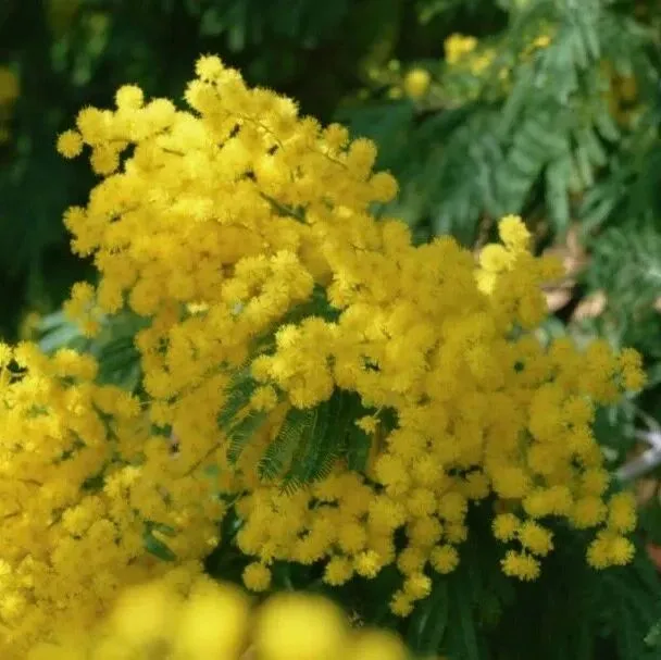 快抬頭！昆明的春天以一樹金色開始