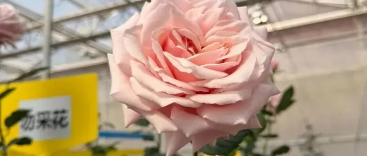 云南省委書(shū)記提及“嬌龍”月季：這朵花有故事，很感人