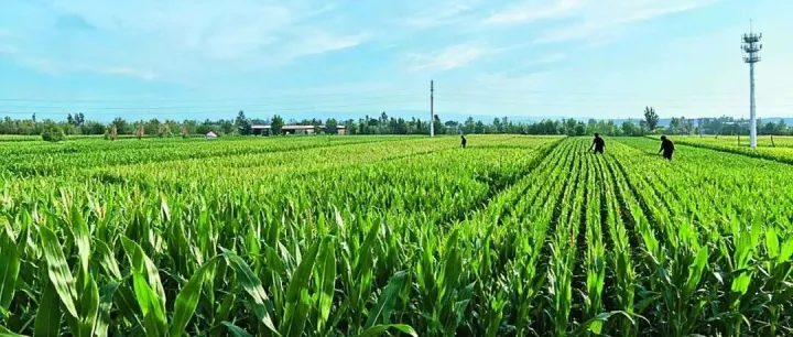 高標(biāo)準(zhǔn)農(nóng)田“陽(yáng)高模式”成效初顯