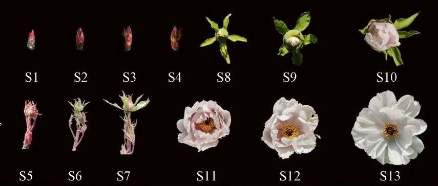 《林业科学》封面论文｜不同花型牡丹成花过程中表型及理化指标动态变化- 大数跨境