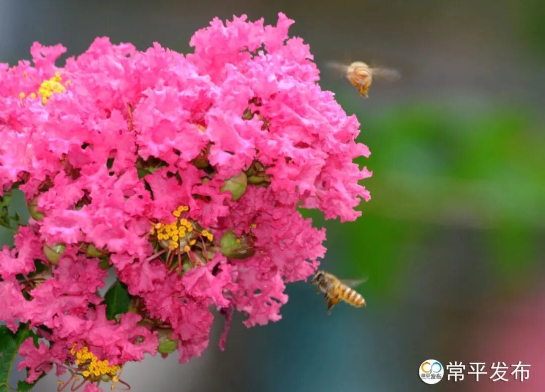 品·常︱八月花历:抓住夏天的尾巴,赴一场五彩斑斓的花事- 大数跨境