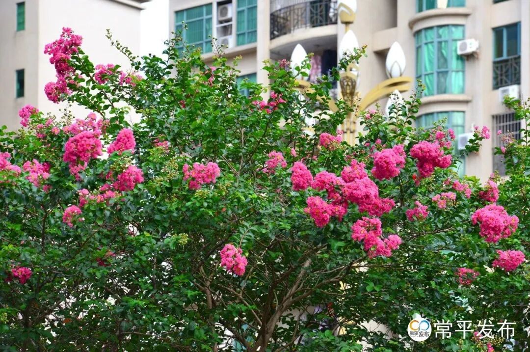 品·常︱八月花历:抓住夏天的尾巴,赴一场五彩斑斓的花事- 大数跨境